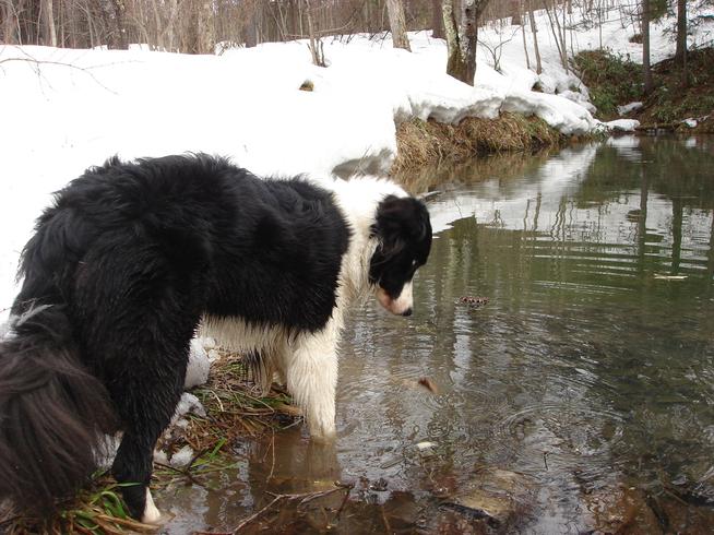 雪解けの池で泳ぐボ−ダーコリー