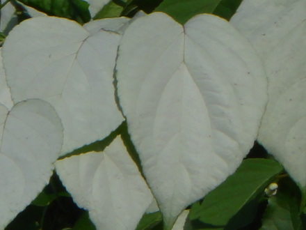 マタタビの葉