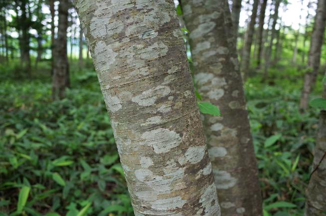 ケヤマハンノキの樹皮