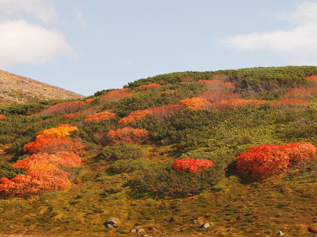 旭岳の紅葉