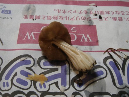 ノボリリュウタケ