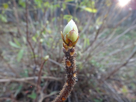 山ツツジの冬芽