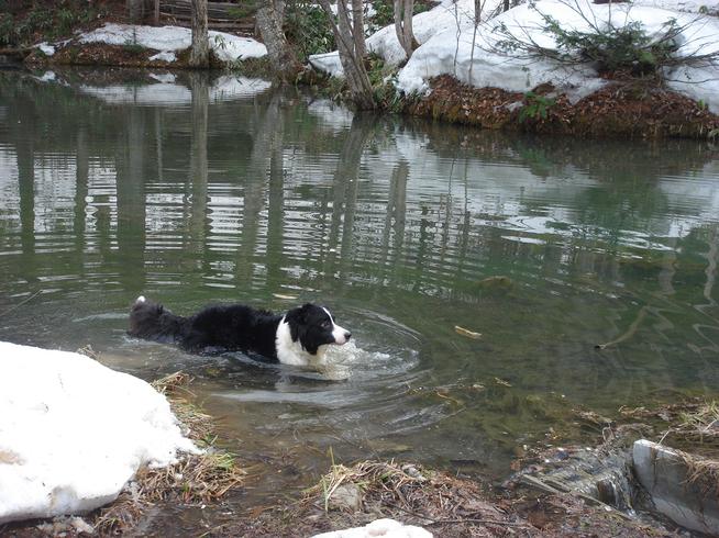 雪解けの池で泳ぐボ−ダーコリー