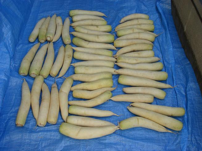 玄米漬けを仕込む前の大根