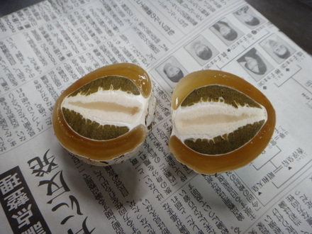 スッポンタケ