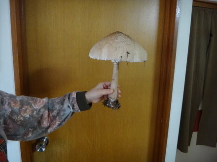 カラカサタケ