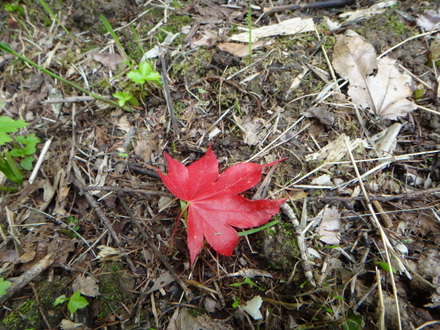 季節外れの紅葉
