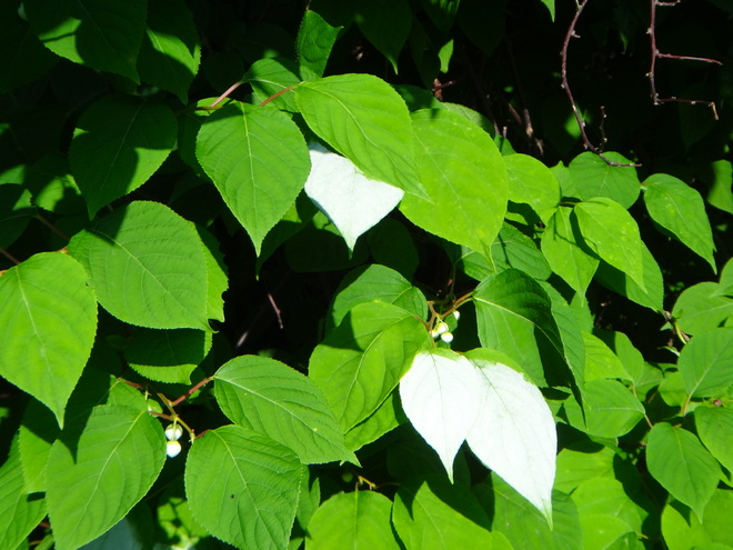 マタタビの花