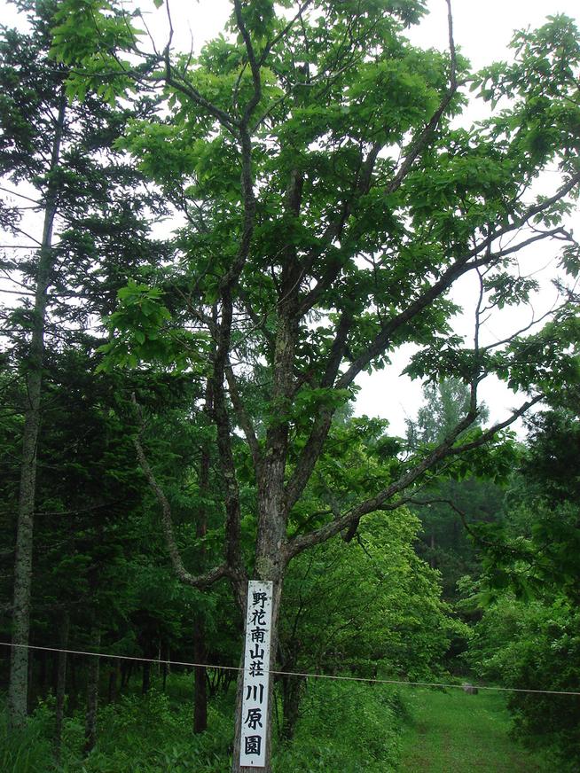 野花南山荘の看板樹