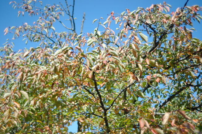 桜の紅葉