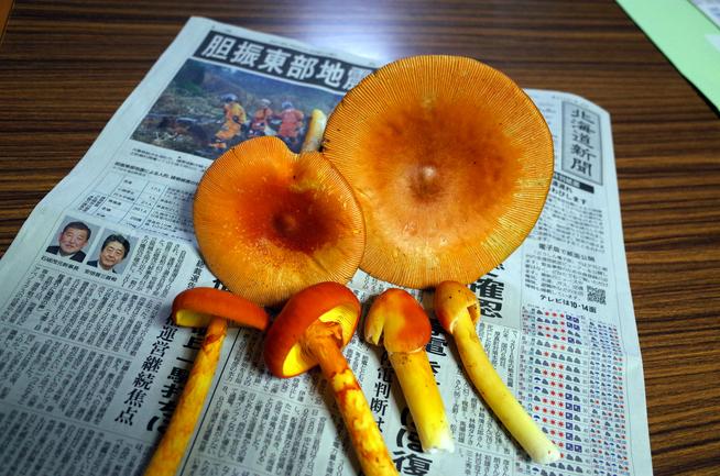 タマゴタケ