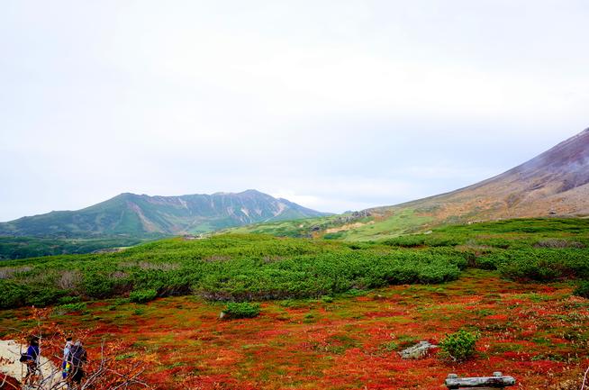 旭岳チングルマの紅葉