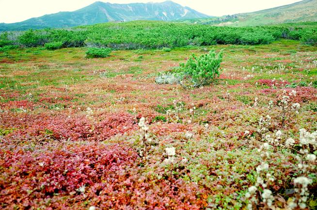 旭岳チングルマの紅葉とミヤマアキノキリンソウの綿毛