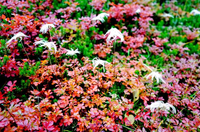旭岳チングルマの紅葉