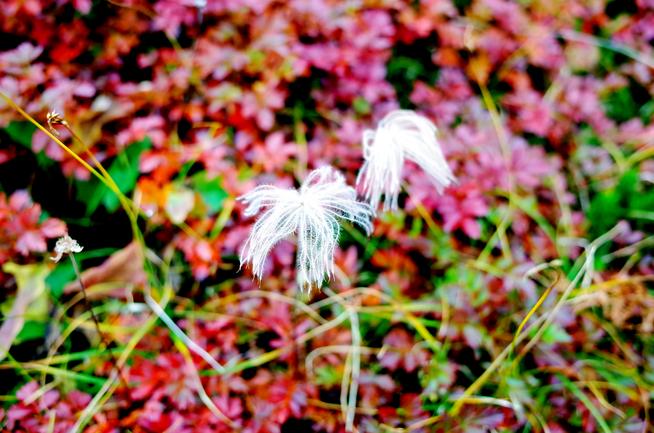チングルマの枯れた花