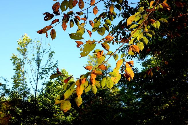 ヤマザクラ紅葉
