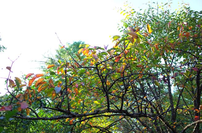ヤマザクラ紅葉
