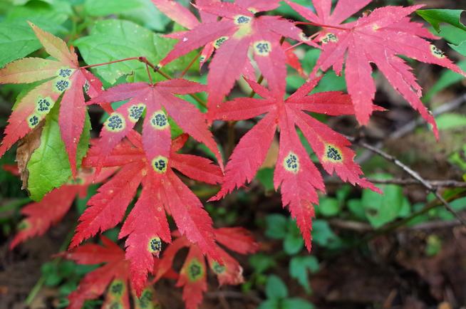 小黒紋病ヤマモミジの紅葉