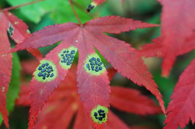 小黒紋病ヤマモミジの紅葉