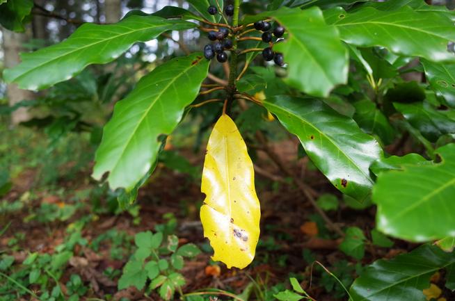 エゾユズリハの紅葉