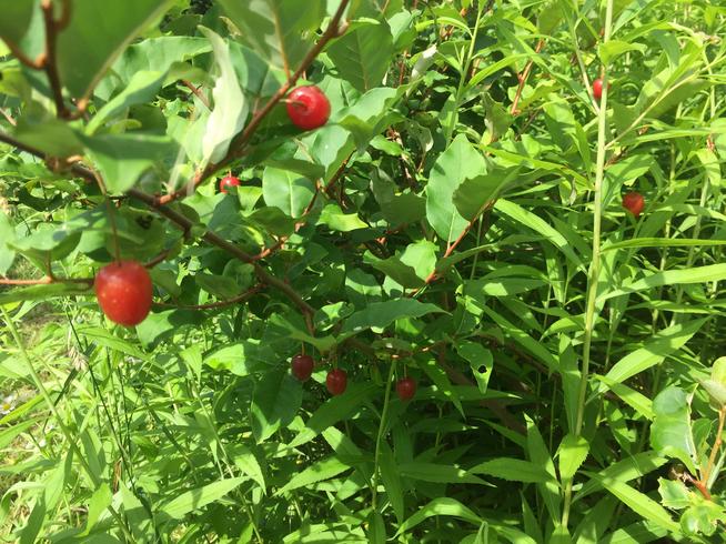 雑草に覆われた夏グミ