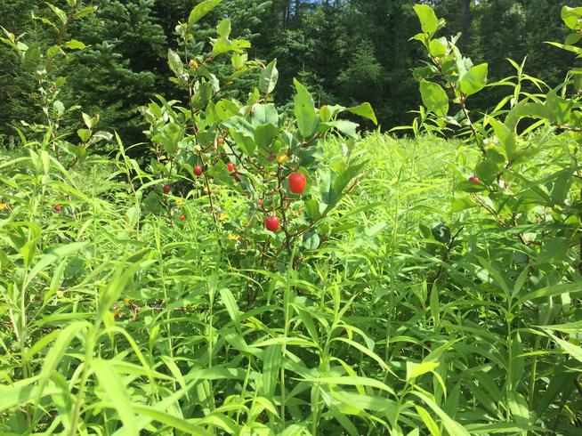 雑草に覆われた夏グミ
