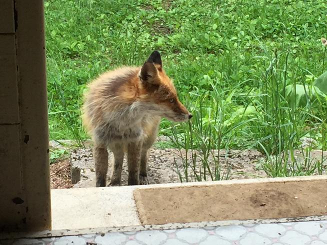 キタキツネ