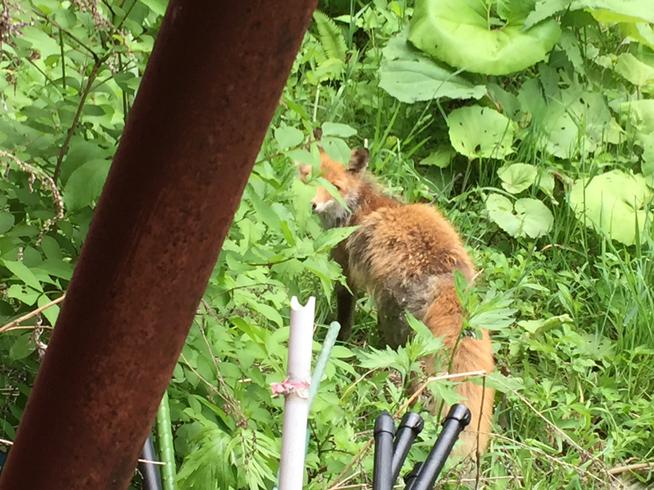 キタキツネ