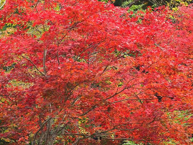 ヤマモミジ紅葉