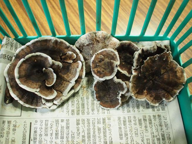 カワラタケ
