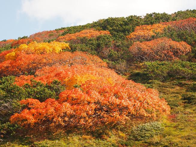 旭岳の紅葉
