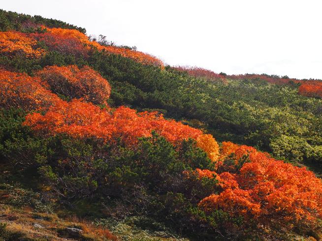 旭岳の紅葉