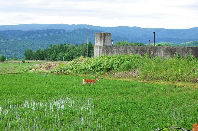 田んぼの中のエゾシカ