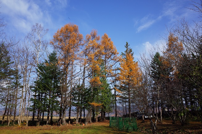 晩秋の野花南山荘
