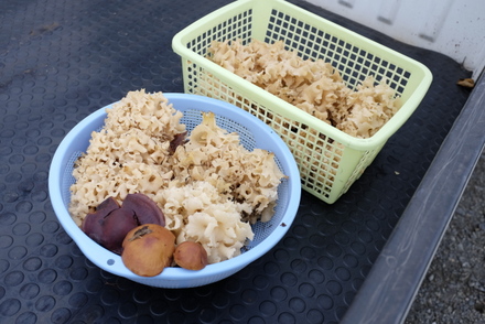 タマゴタケ