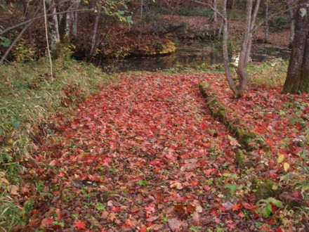 紅葉の絨毯