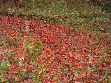 紅葉の絨毯