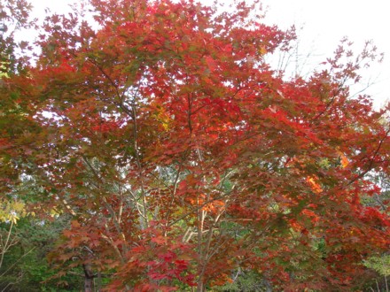 紅葉