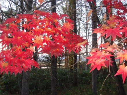 紅葉の絨毯
