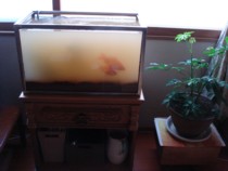 ブルカミア・息を吹き込みドロドロに汚れる水槽